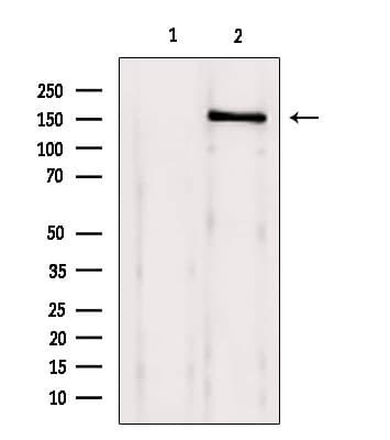 BRD4 Antibody