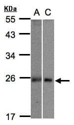 MID1IP1 Antibody (aa1-183)