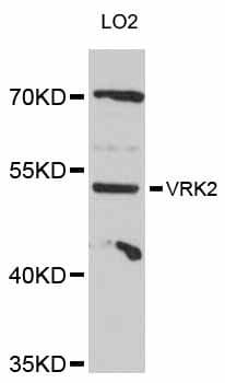 VRK2 Antibody
