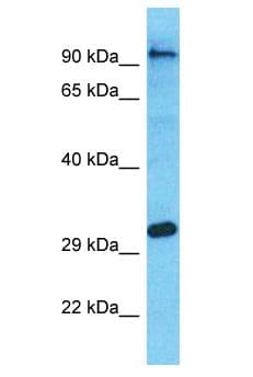 OR4A47 Antibody (aa204-253)