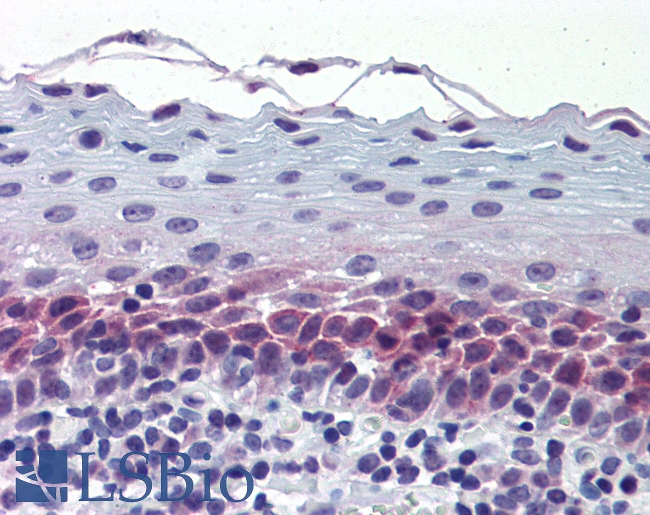 IHC-plus™ Translokin / CEP57 Antibody (aa241-290)
