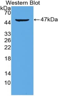 IL21 Antibody (aa25-146)