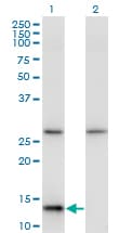 IHC-plus™ HINT / HINT1 Antibody (clone 2D7)