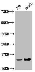 Polyclonal Rabbit anti-Human HIST1H2AI Antibody (IF, WB)