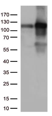TRIM28 / KAP1 Antibody (clone OTI8B12, Carrier-free)