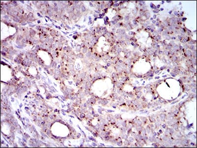 MRPL42 / MRPS32 Antibody (aa142-203, clone 3H6G11)