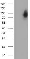 LRRC50 Antibody (clone OTI4H3)