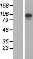 TCAF1 / FAM115A Protein (Over-Expression Lysate Myc-DDK (Flag))