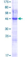 Human SPACA3 Protein (Recombinant GST)