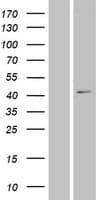 XXYLT1 Protein (Over-Expression Lysate Myc-DDK (Flag))