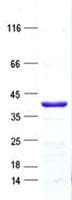 Human ZNF396 Protein (Recombinant His, N-Terminal)