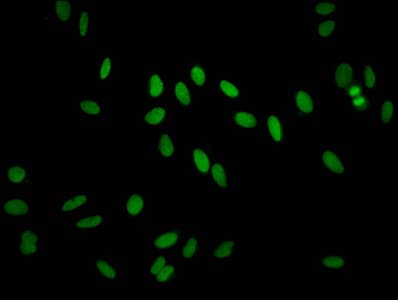 H2AFZ / H2A.z Antibody
