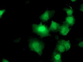 Monoclonal Mouse anti-Human DUPD1 Antibody (clone OTI6C6, IF, WB)