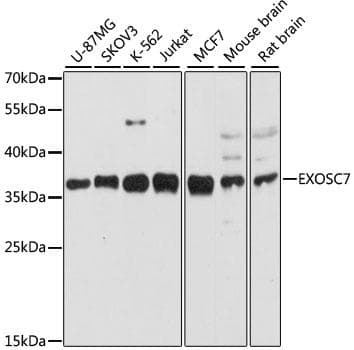 EXOSC7 Antibody