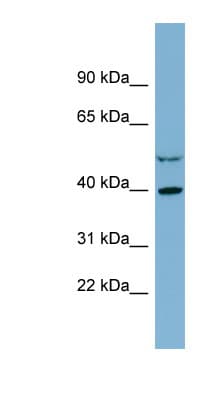 IDH3A Antibody (C-Terminus)