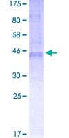Human TMBIM6 / Bax Inhibitor 1 Protein (Recombinant GST)