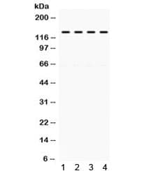 TICAM1 / TRIF Antibody