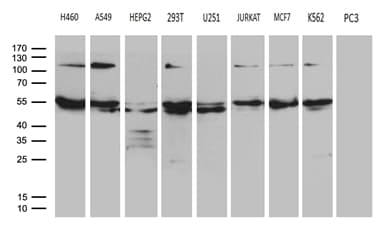 Monoclonal Mouse anti-Human KIAA1970 / EARS2 Antibody (clone OTI2C1, Carrier-free, IHC, WB)