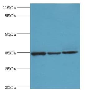 AQP4 / Aquaporin 4 Antibody (aa253-323)