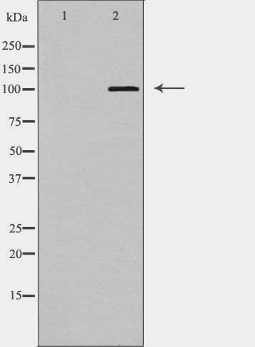 CASK Antibody
