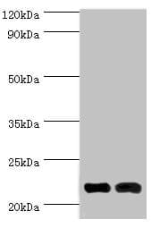 NCS1 / Neuronal Calcium Sensor Antibody (aa1-190)