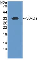FSP27 / CIDEC Antibody (aa1-251, FITC)