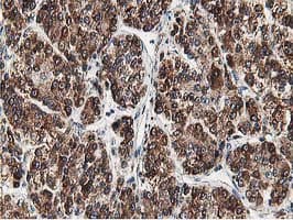 SSR1 Antibody (clone OTI4H6, Carrier-free)