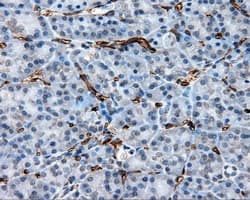 CD36 Antibody (clone OTI6A5)