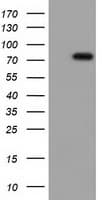 VWA5A Antibody (clone OTI2C6)