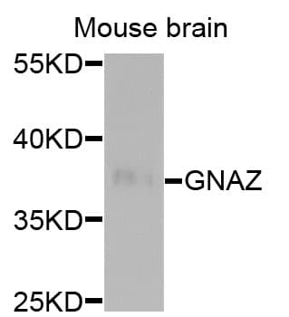 GNAZ Antibody