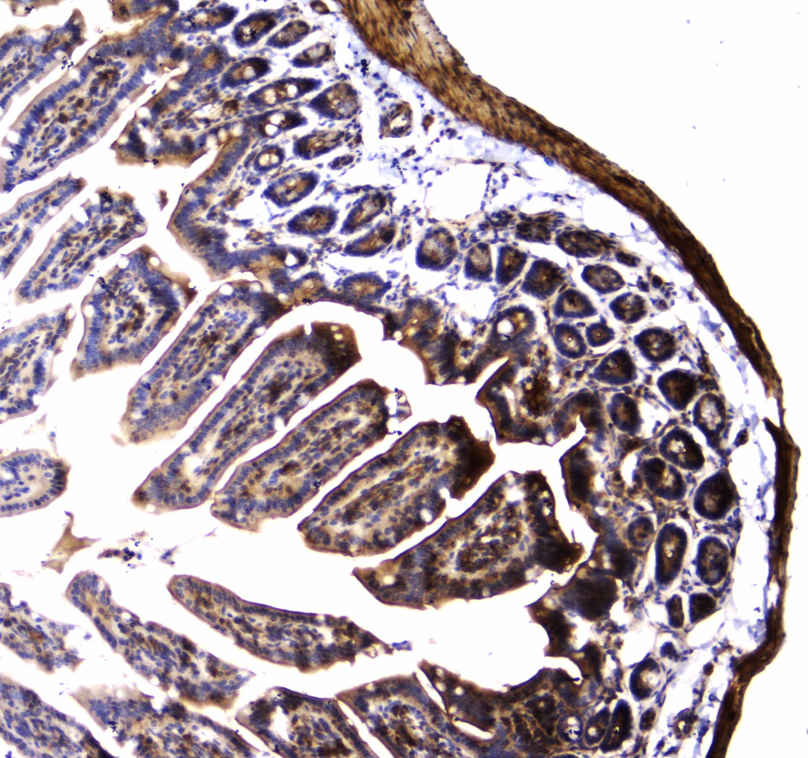 DNM1 / Dynamin Antibody