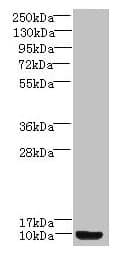 PK2 / PROK2 Antibody