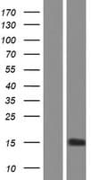 CC2D2A Protein (Over-Expression Lysate Myc-DDK (Flag))