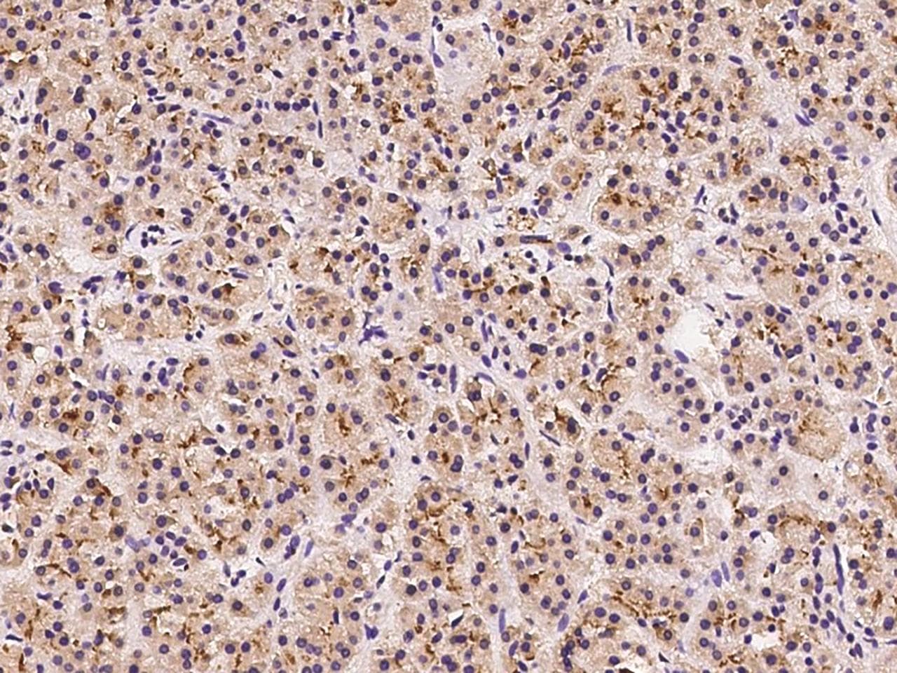 EPS8 Antibody