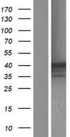 HPR Protein (Over-Expression Lysate Myc-DDK (Flag))