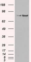 SATB1 Antibody (clone OTI4E1)