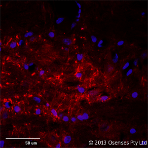 MAP2 Antibody (aa350-400)