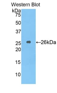 SDF4 Antibody (aa154-362)