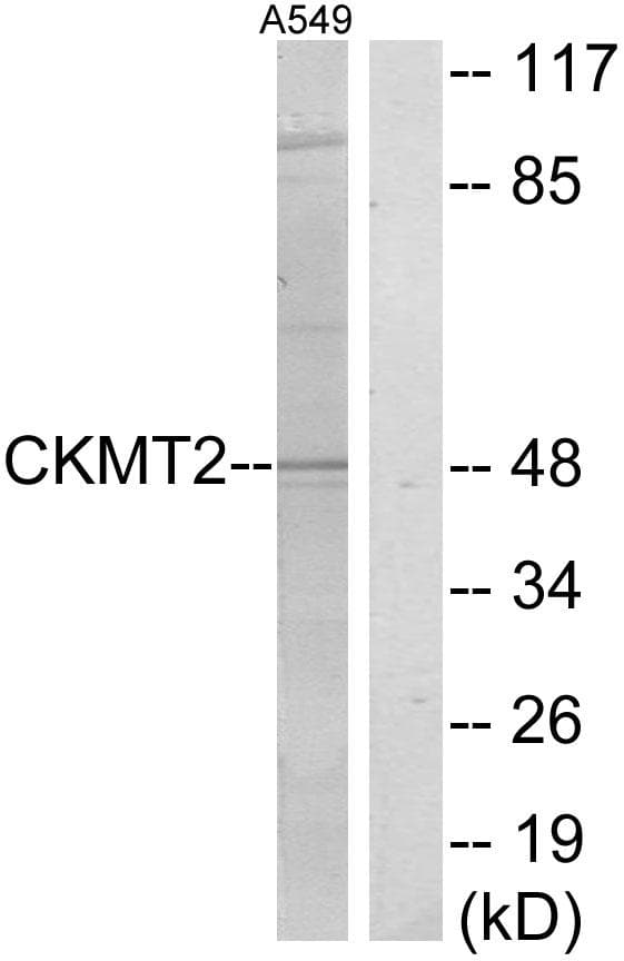 CKMT2 Antibody