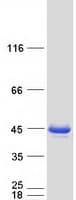 Human MECR Protein (Recombinant Myc-DDK (Flag))