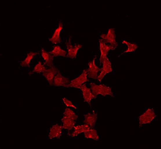 Polyclonal Rabbit anti-Human CABLES2 Antibody (IF, WB)