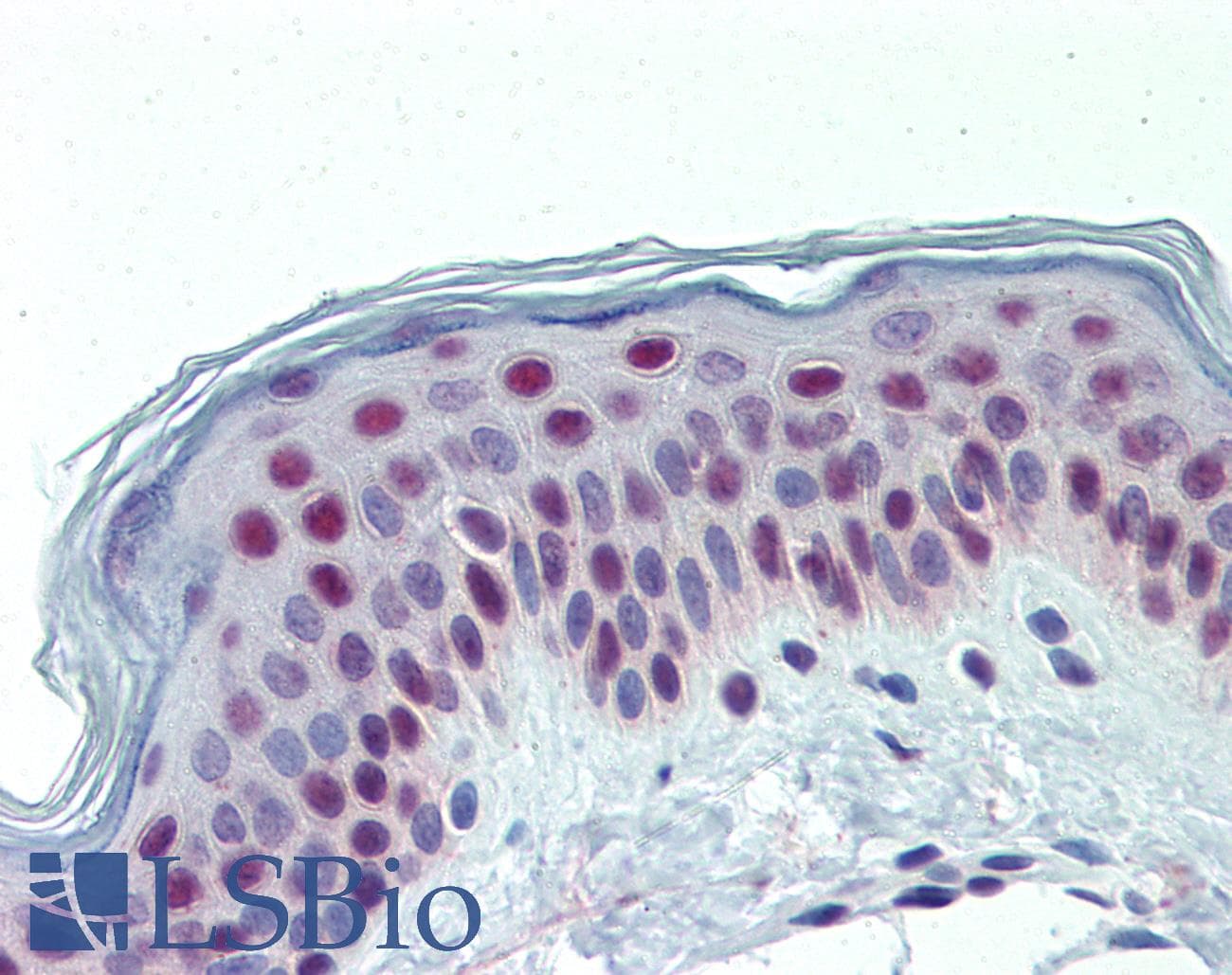 IHC-plus™ KDM1A / LSD1 Antibody