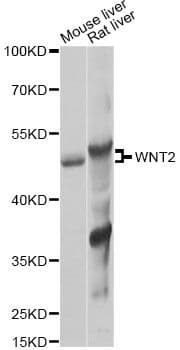 Polyclonal Rabbit anti-Human WNT2 / IRP Antibody (WB)