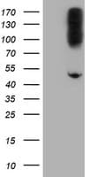 CPA2 Antibody (clone OTI1A1, Carrier-free)