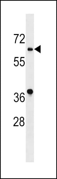 ASB10 Antibody (aa76-103)
