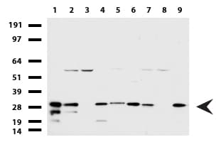 WIBG Antibody (clone UMAB208)