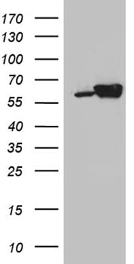 CCT4 / SRB Antibody (clone OTI5E5)
