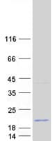 Human RPB16 / POLR2D Protein (Recombinant Myc-DDK (Flag))