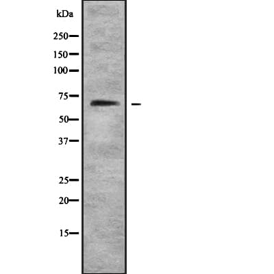 FOXN1 Antibody