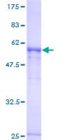 Human PAPOLA Protein (Recombinant GST)